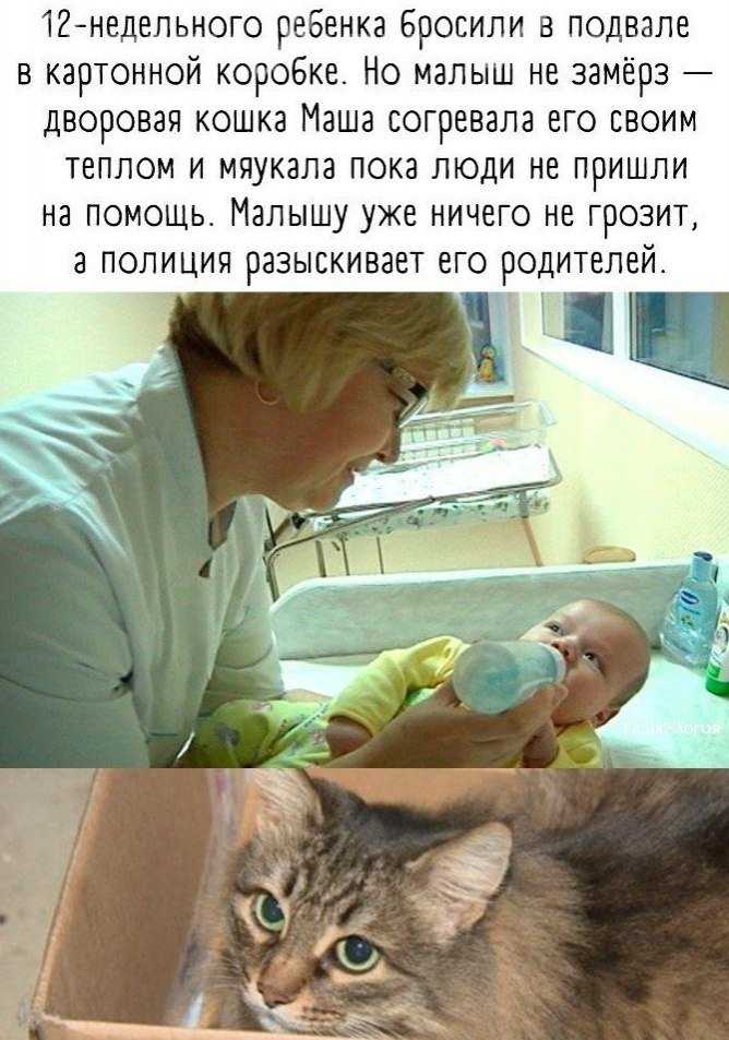 Что такое материнский инстинкт и когда он появляется ❗️☘️ ( ͡ʘ ͜ʖ ͡ʘ)