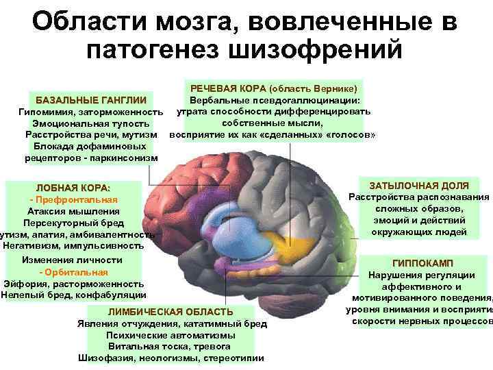 Пять этапов в жизни мозга