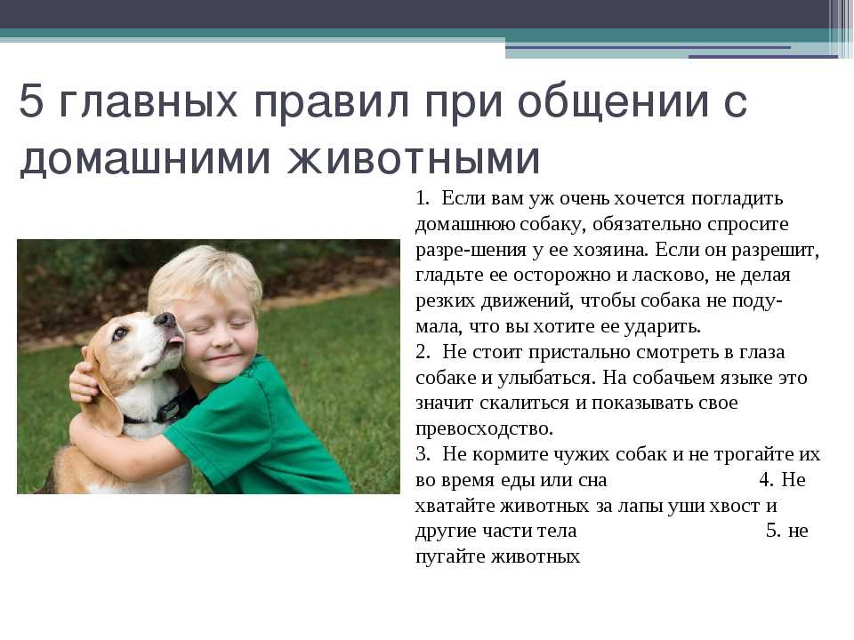 Консультация для родителей «правила поведения при общении с животными» , гр.№ 3