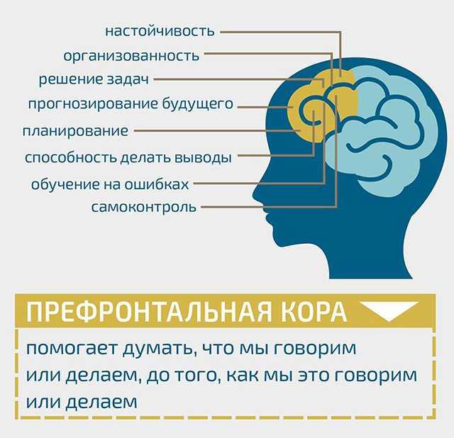 Нейробиологи подобрались к разгадке тайны сна - hi-news.ru