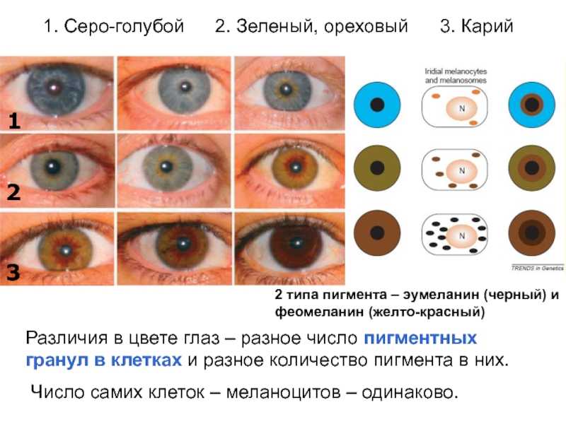 Наследование цвета глаз у человека: таблица | башархив
