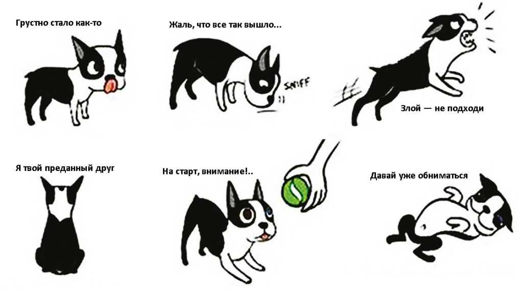 Язык собак (21 фото): как понять, что собака тебя любит? как выучить собачий язык жестов?