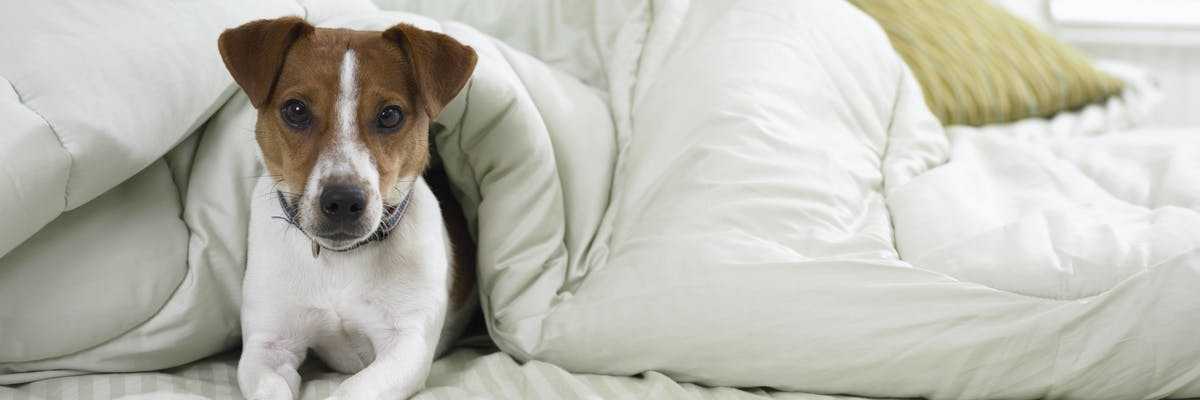 К чему снится собака с щенками? значение сновидения