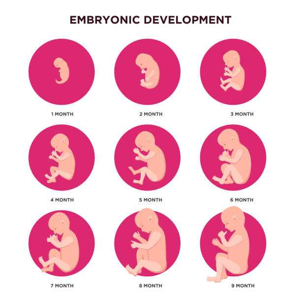 Развитие плода в утробе по месяцам – с первых дней и до родов