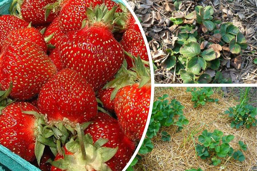 Боится ли клубника заморозков - точный тест на выживаемость и советы по защите ягоды