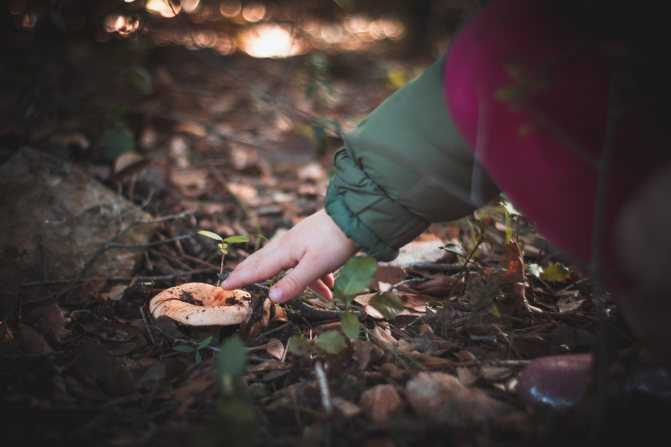 Со скольки лет можно давать грибы детям?