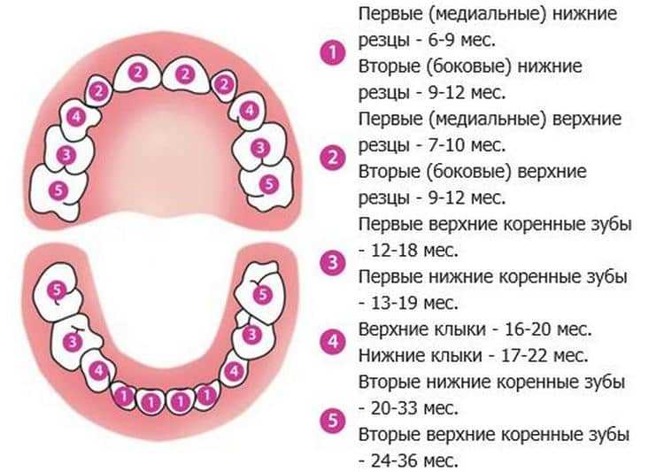 Прорезывание зубов: сроки и симптомы |