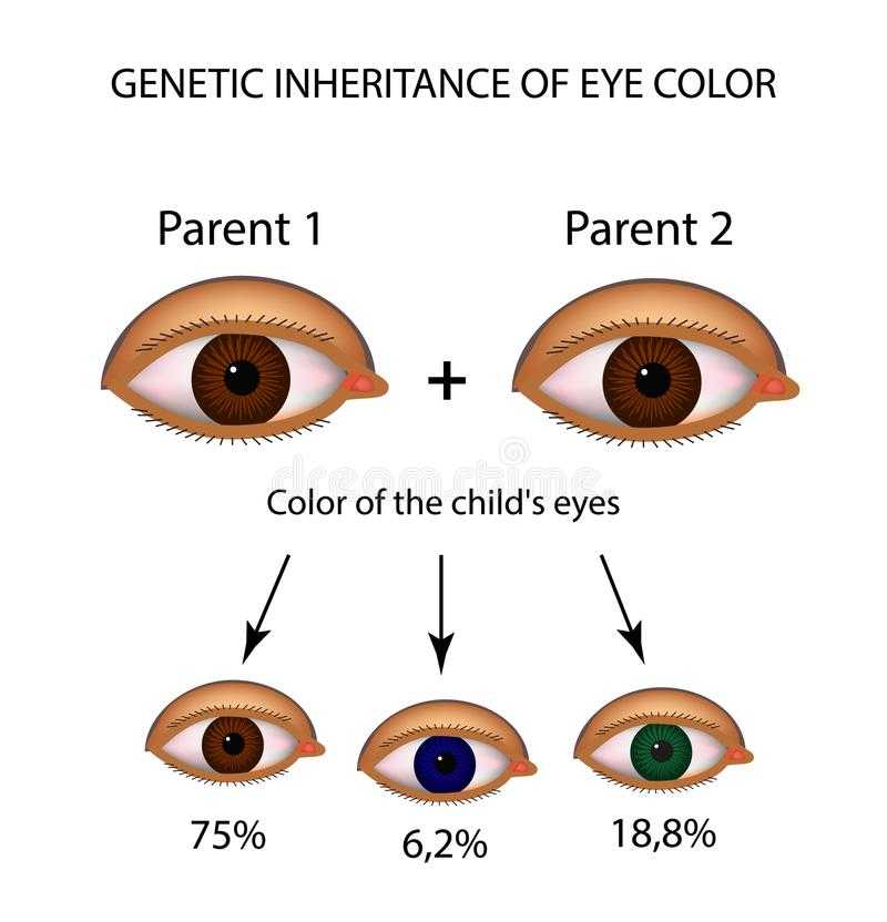 Когда происходит изменение цвета глаз у детей | pampers