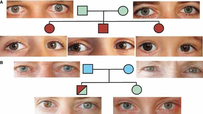Когда меняется цвет глаз у новорожденных: 7 секретов от врача-офтальмолога