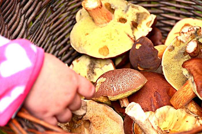 Почему грибы запрещены к употреблению в детском возрасте