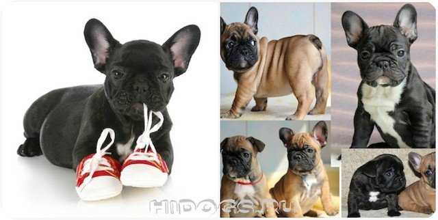 Порода собак французский бульдог мини и ее характеристики с фото