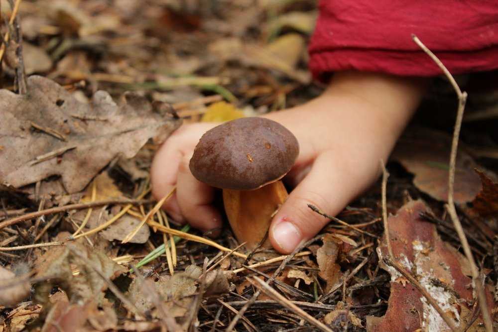 Можно ли давать грибы ребёнку, и в каком возрасте?