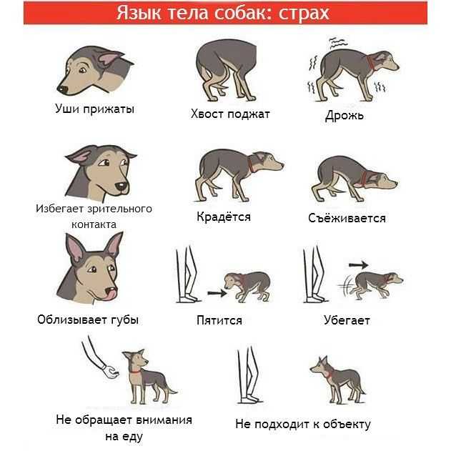 Учимся понимать язык собак.