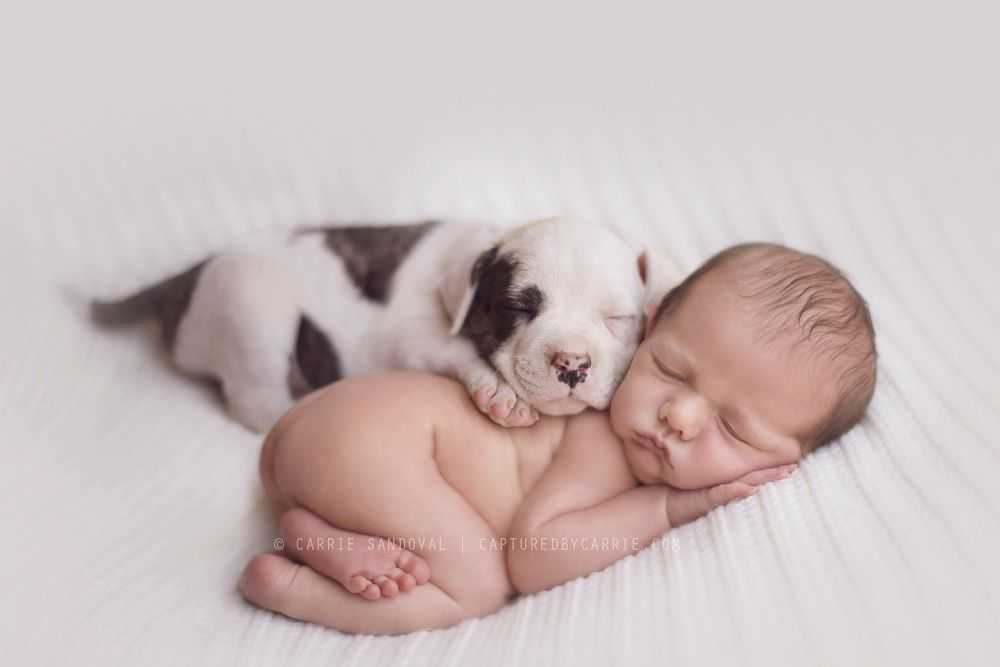 Младенцы и животные