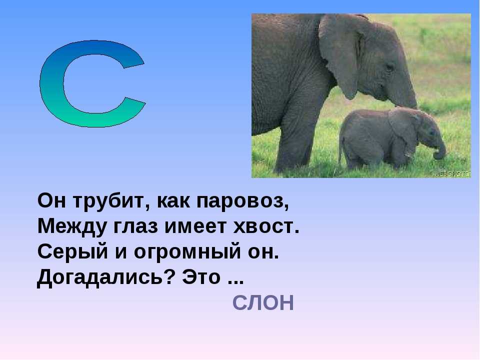 Интересные загадки про слона :: syl.ru