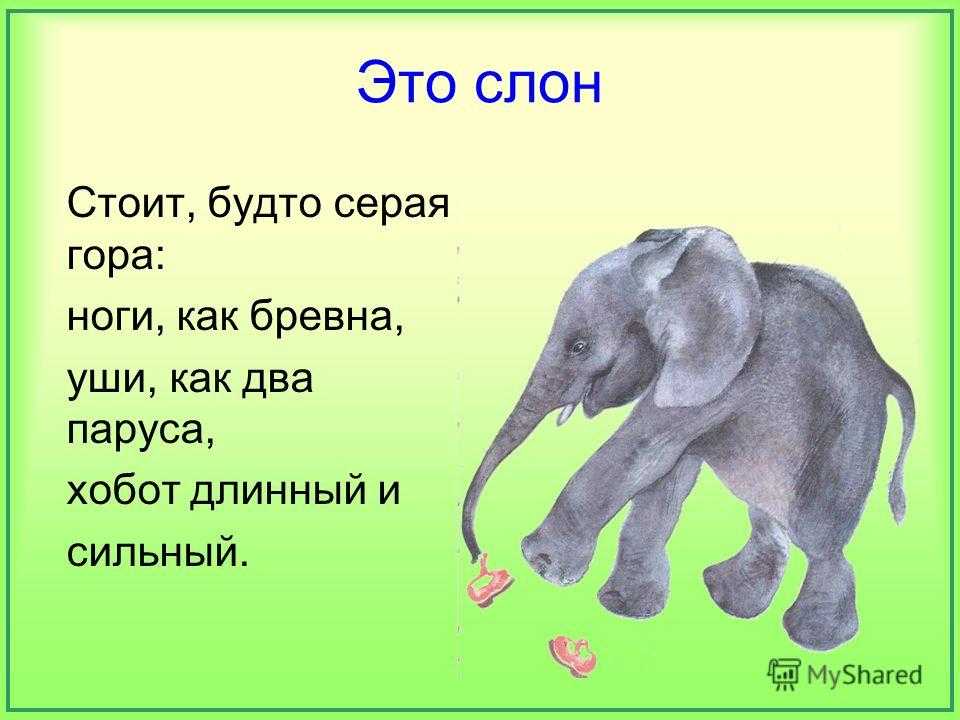Символ достатка: слон по фен-шуй