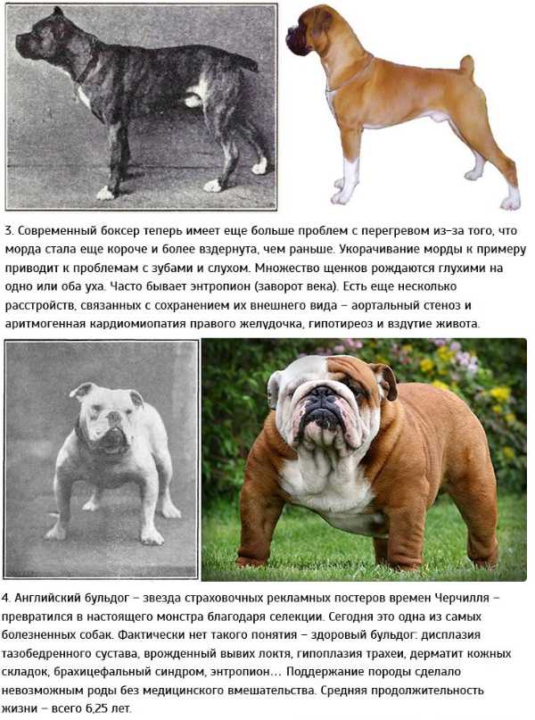 Белый французский бульдог (17 фото): характер щенков, описание, воспитание и уход