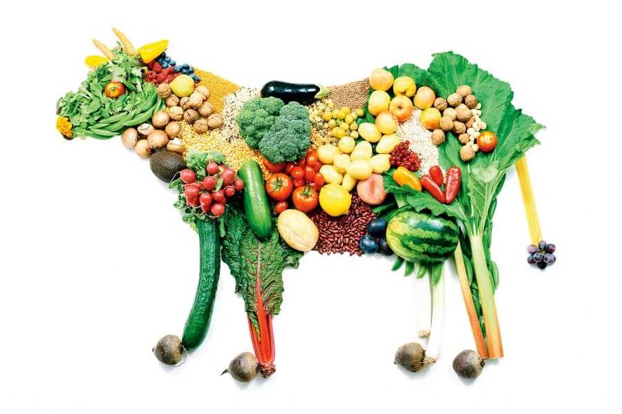 Вегетарианство – это вредно или полезно? разбор