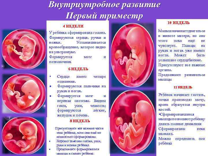 Развитие плода в утробе по месяцам – с первых дней и до родов