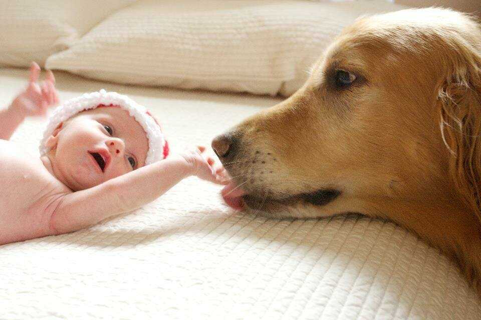 Собака и новрожденный ребенок❗️: подготовка животного к рождению ребенка☘️, полезные советы родителям ( ͡ʘ ͜ʖ ͡ʘ), этапы подготовки
