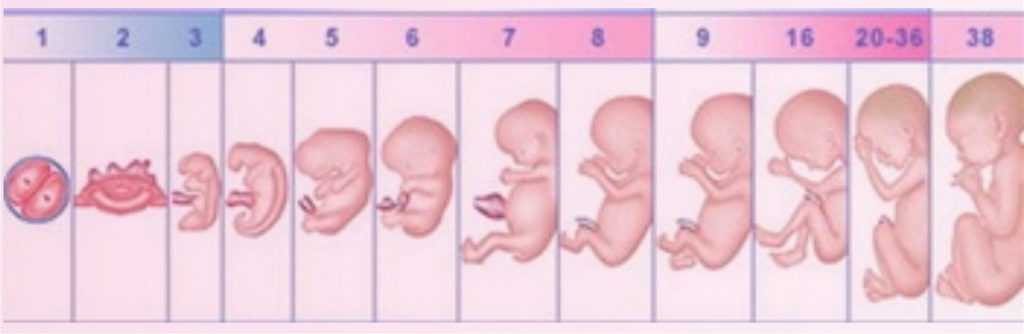 Развитие новорожденного ребенка в 1-й месяц жизни