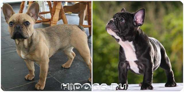 Описание породы собак французский бульдог мини: характер, уход, предназначение