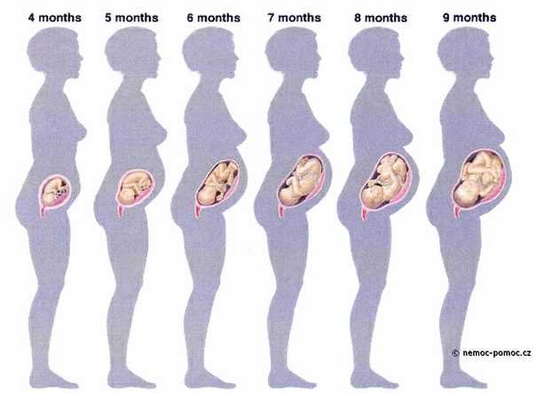 Четвертый месяц беременности   | материнство - беременность, роды, питание, воспитание