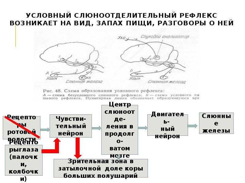 Слюноотделительный центр находится