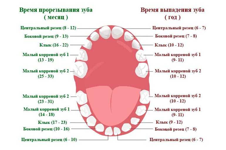 Этапы прорезывания зубов у новорожденных детей | babydent