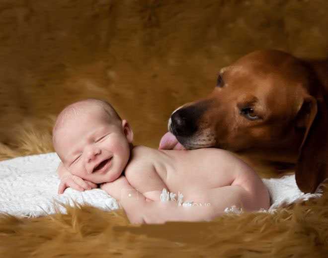 Собака и новорожденный ребенок: как подготовить животное к появлению в доме ребенка