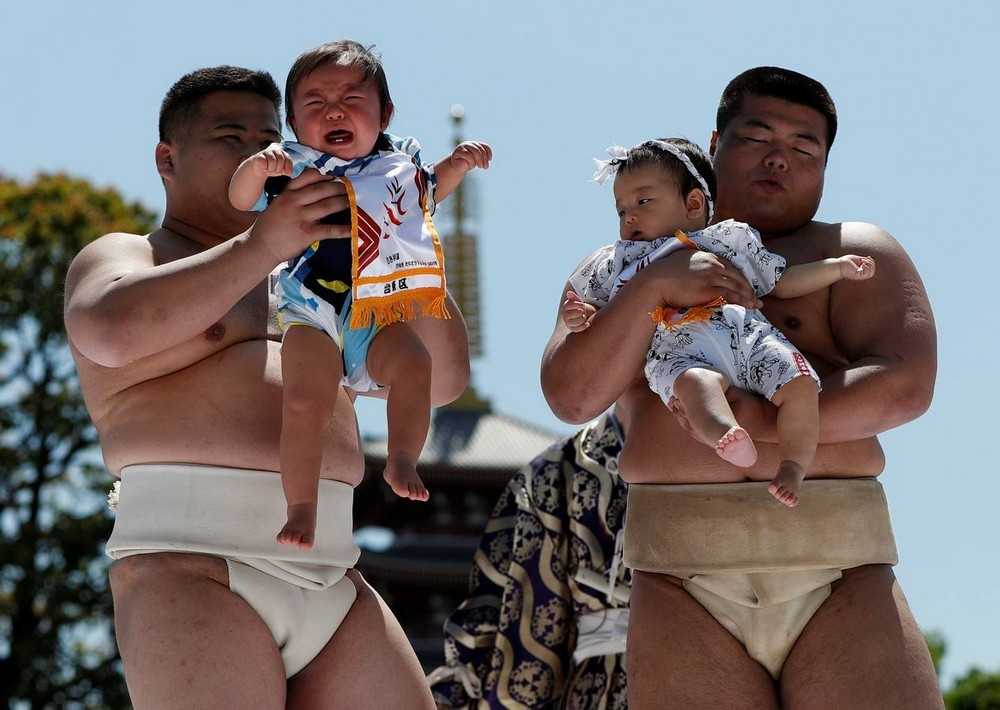 «наки сумо»: чем интересен фестиваль плачущих младенцев в японии?