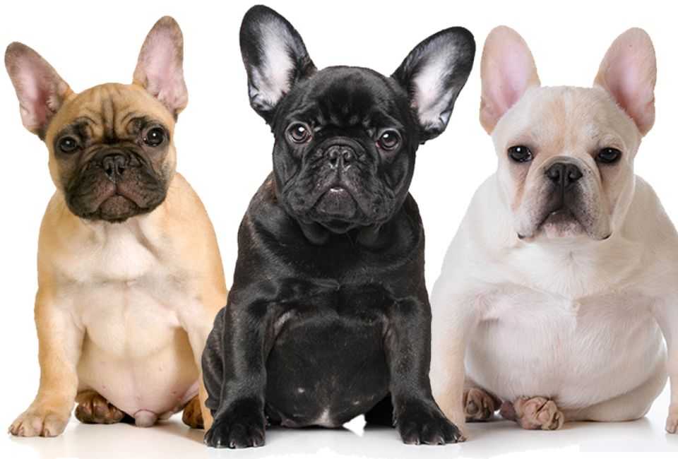 Французский бульдог — минусы и плюсы породы по отзывам владельцев, характеристика собаки