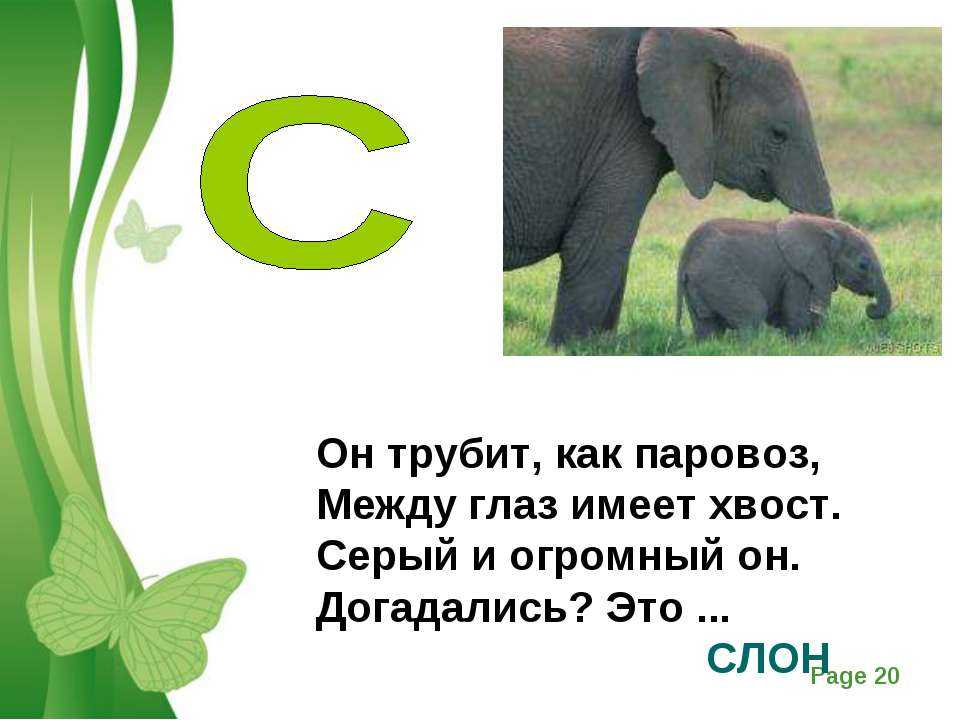Занятие по познавательному развитию «всемирный день защиты слонов» в старшей группе. воспитателям детских садов, школьным учителям и педагогам - маам.ру