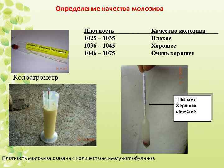 Плотное молоко. Плотность молозива для выпойки телят. Плотность молозива для выпойки телят колострометр. Качество молозива для телят. Определение качества молозива.