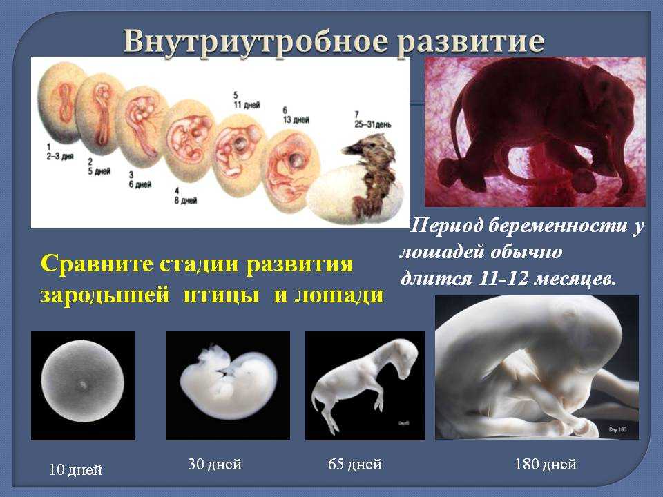 Как рождаются нейроны - vechnayamolodost.ru