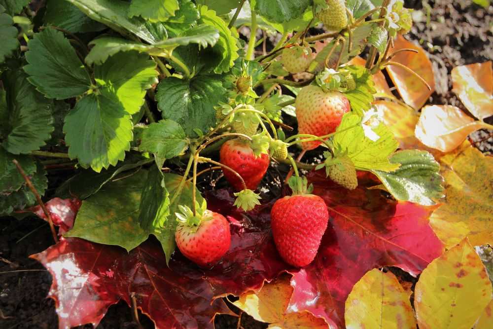 «скорая помощь» и профилактика для клубники: как получить здоровую ягоду
