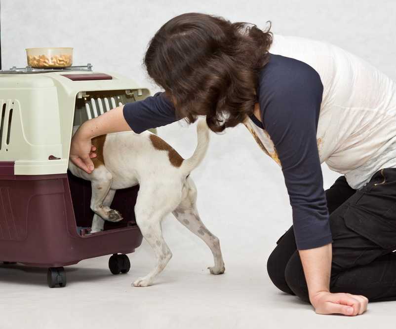Как отучить собаку или щенка скулить: простые способы