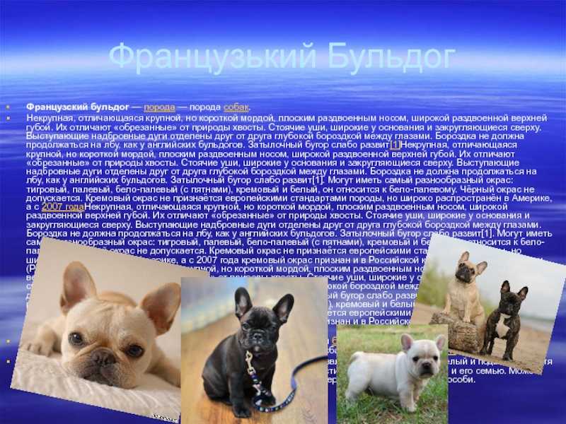 Голубой французский бульдог: окрас животного популярной породы собак и как выглядят щенки на фото