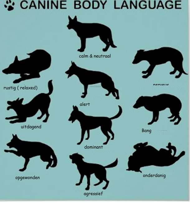Язык собак: как понять питомца по глазам, жестам, поведению, лаю