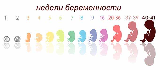 Память у младенцев от утробы до года. этапы развития по неделям и месяцам