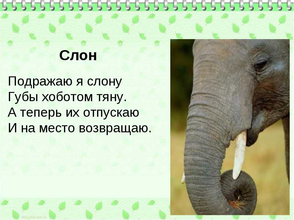 Загадка про слона: 49 лучших загадок для детей