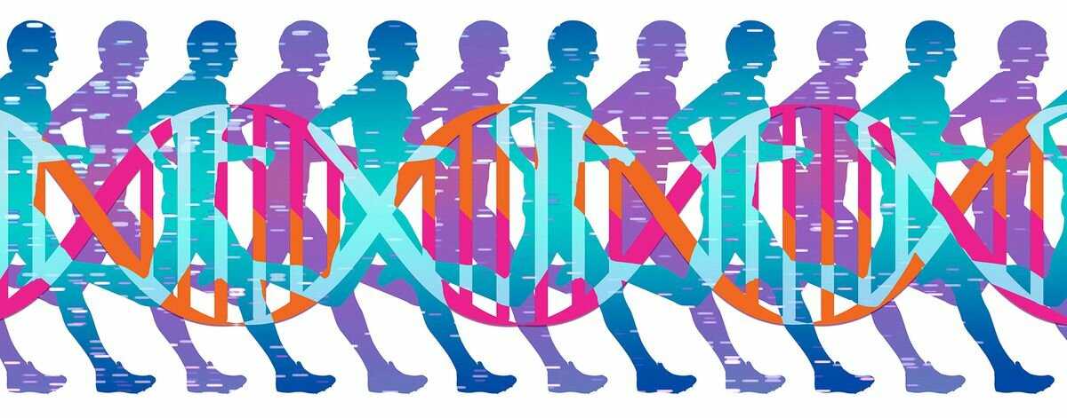 Генетика и тренировки. как генетика влияет на прогресс?