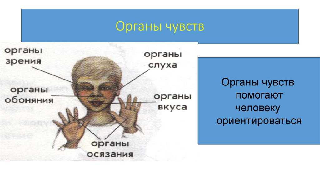 Как развиваются органы чувств новорожденных детей: формирование зрения, температура тела, развитие слуха, обоняния