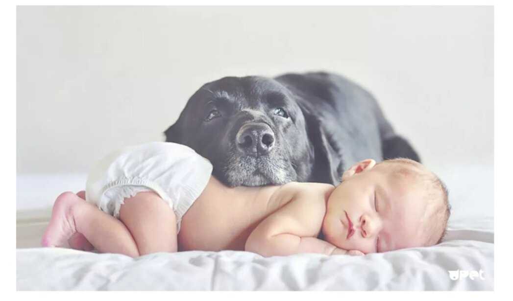 Новорожденный ребенок и животные в доме. новорожденный и домашние животные: полезные советы. как подготовить собаку к появлению новорожденного