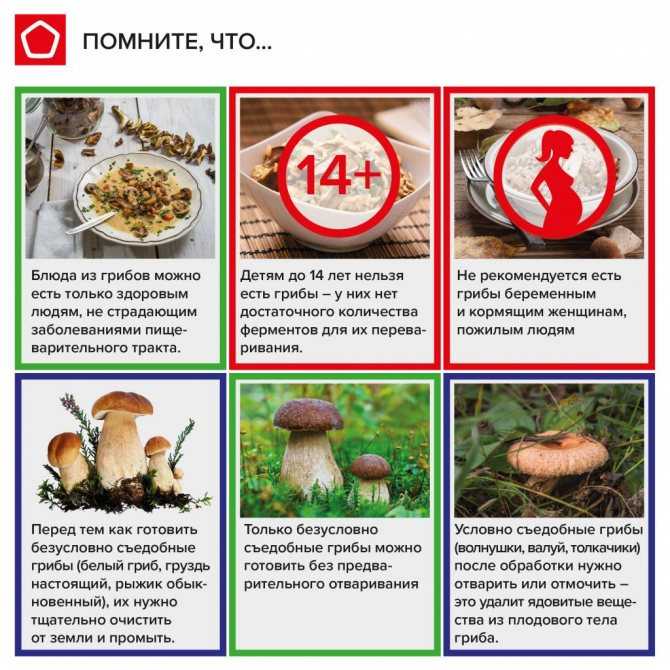 С какого возраста можно грибы детям | уроки для мам