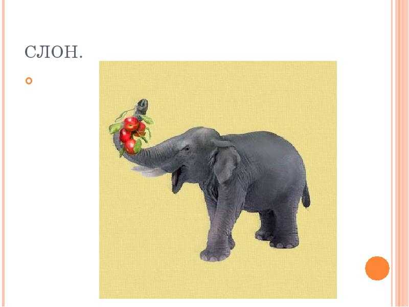 Интересные загадки про слона :: syl.ru