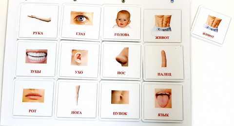 Части тела картинки для детей детского сада: развивающие карточки, плакаты, раскраски