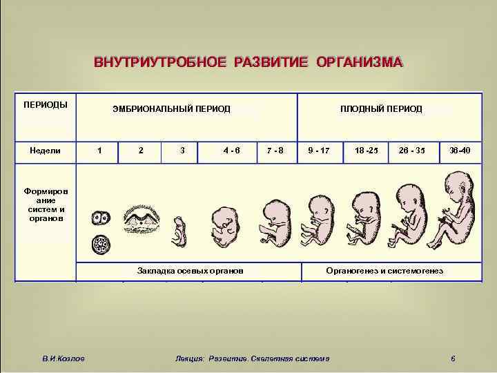 Развитие плода схема