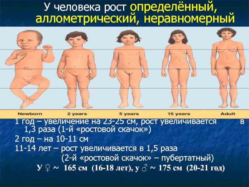 Тело человека растет растет. Как увеличить рост. Как увеличить рост человека. Девушки пубертатного возраста. Как увеличить рост на 10 см.