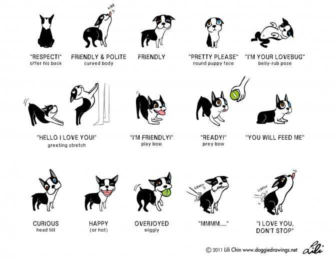 Язык тела собаки: как понять питомца? | hill's pet